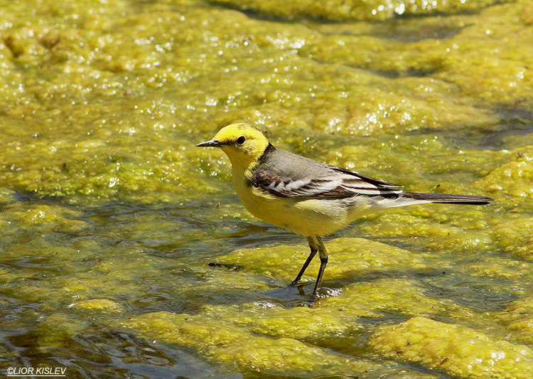 Citrine Wagtail Motacilla citreola  ,Eilat  . 20-03-13 Lior Kislev